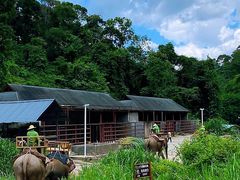 -野象谷景区