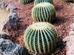 -呀路古热带植物园-恐龙馆