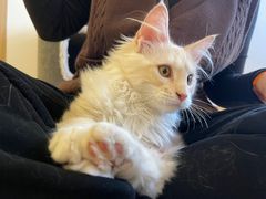 -猫腻·猫咖·撸猫馆(星光大道店)