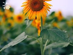 -廊坊文化艺术中心