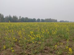 -汉长安城未央宫国家考古遗址公园