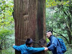 -天目山大树王景区