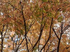 -全聚德(蓝山店)