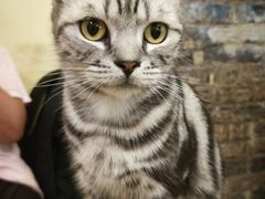 -猫色咖啡·猫咖