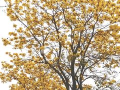 -洲头咀公园