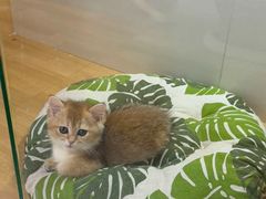 -青奢宠物·青奢猫舍