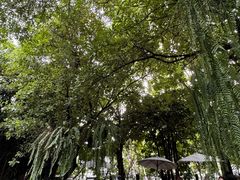 -Fern Forest Cafe