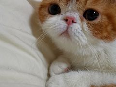 -Bastet sally猫舍购宠(静安店)