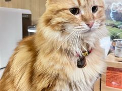 -MOCHA明星猫咖(田子坊店)
