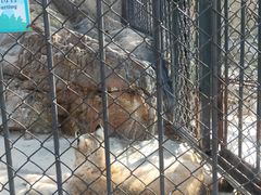 -大连森林动物园