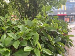 -麦当劳(浦江镇绿地乐和城店)
