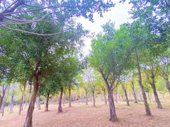 -牛岗山公园