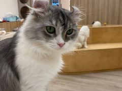 -瞄一喵猫咖(格力海岸店)