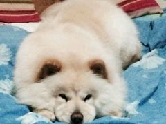 android_upload_pic-中农大我爱我爱24h动物医院·中医针灸·猫专科·骨科医疗中心(双井店)