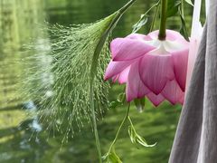 -胖媳妇烧洋芋(螺峰街总店)