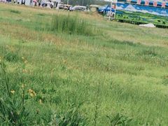 -敕勒川草原