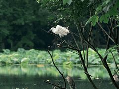 -西湖游船
