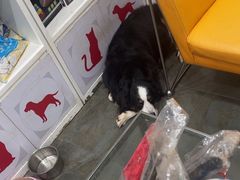 -暖阳宠物医院·犬猫康复中心·骨科