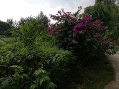 -三圣花乡旅游区