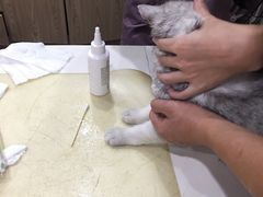 -严国平动物医院(德政总院)