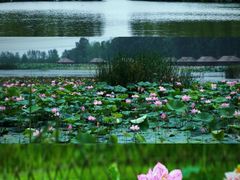 -池杉湖湿地公园