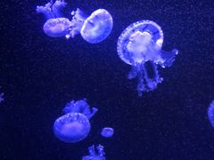 -成都浩海立方海洋公园