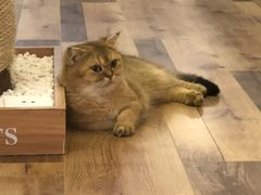 -袖虎·猫馆(体育西路店)