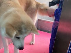 -宠福鑫康馨动物医院·骨科·眼科
