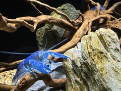 -上海海洋水族馆