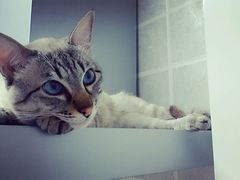 -北京赛佳动物医院