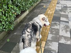 -瑞鹏宠物医院犬猫全科(真大分院)