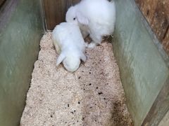-上海大自然野生昆虫馆(东方明珠·爬宠昆虫探索中心)