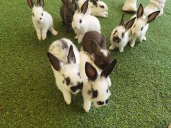 -萌宠亲子动物乐园(槐房万达店)