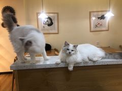 -滚猫咖啡·猫咖·猫友好撸猫(未来城店)