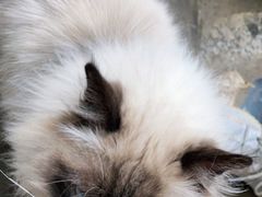 -喵屿·大理花园猫咖