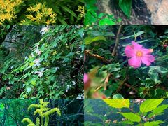 -秦岭终南山世界地质公园翠华山景区