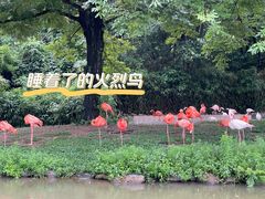 -上海野生动物园
