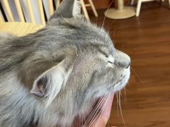 -楼上猫咖(罗湖店)