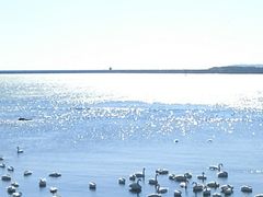 -烟墩角天鹅湖