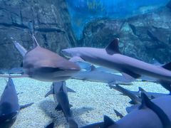 -烟台海昌鲸鲨海洋公园