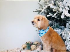 -J Create城市露营咖啡·简餐·宠物(上海动物园店)