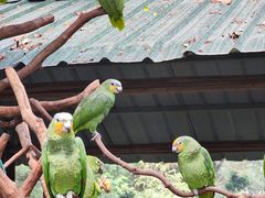 -广州长隆飞鸟乐园
