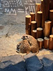 -Zoolung Zoolung动物主题公园(海信广场店)