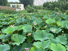 -马家湾湿地公园