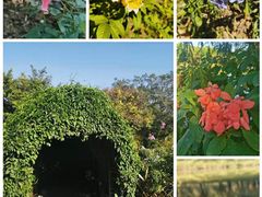 -东莞植物园