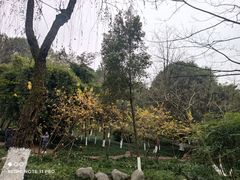 -重庆彩云湖湿地公园