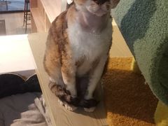 -Meowの猫咖(万家丽店)