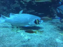 -海棠湾洲际-涛·海底餐厅·美人鱼·自助餐·海底隧道