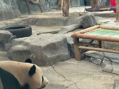 -武汉动物园