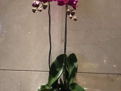 -武汉马哥孛罗酒店